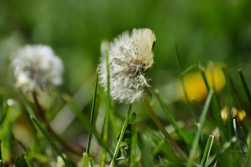 Free Detailed view of a dandelion seed head among vibrant green grass, highlighting nature's beauty. Stock Photo