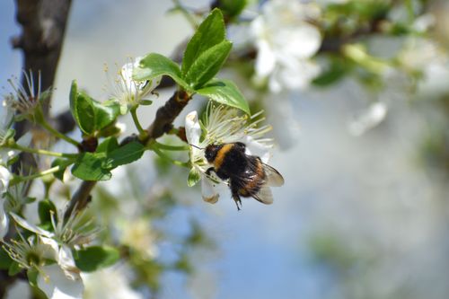 Free Close-up of a bumblebee gathering nectar from white blossoms during springtime. Stock Photo