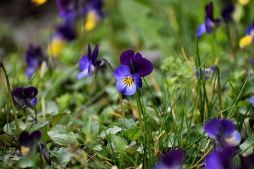 Free A close-up of vibrant purple wildflowers blooming in a lush, green spring meadow. Stock Photo