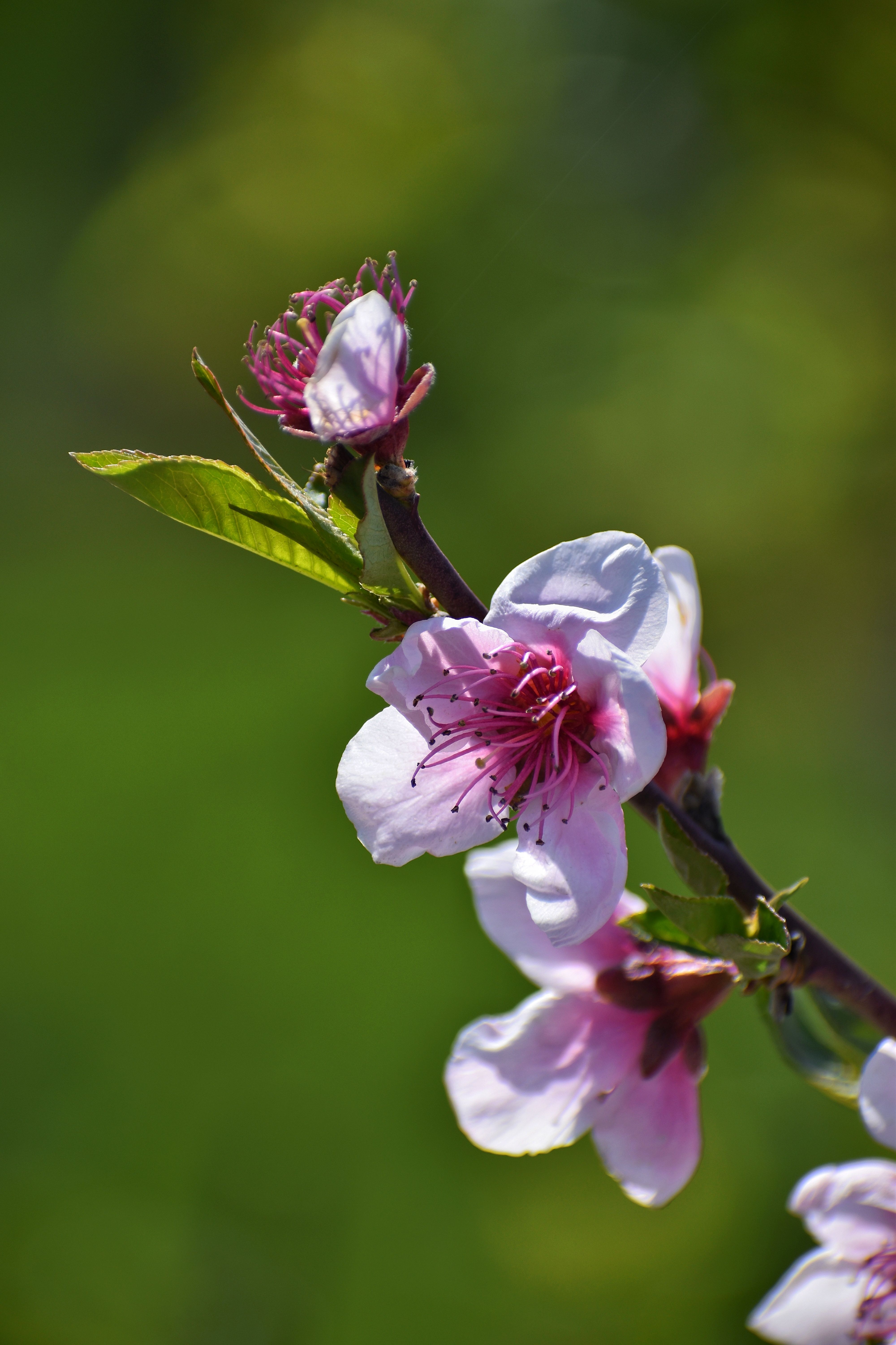 Fotomural Vibrantes flores de durazno rosadas en una rama contra un fondo verde exuberante, simbolizando la llegada de la primavera.