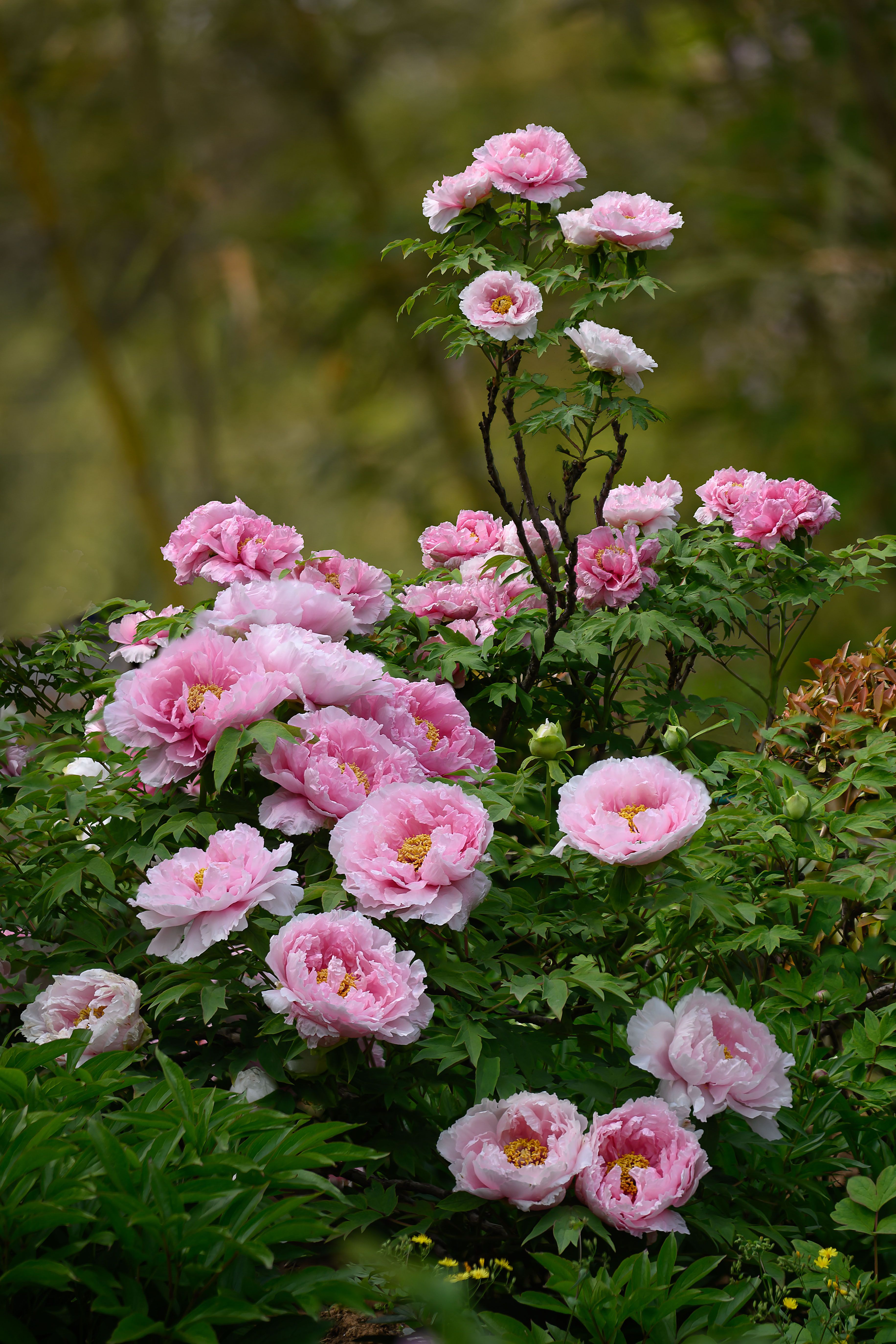 Peony Bush Clusters