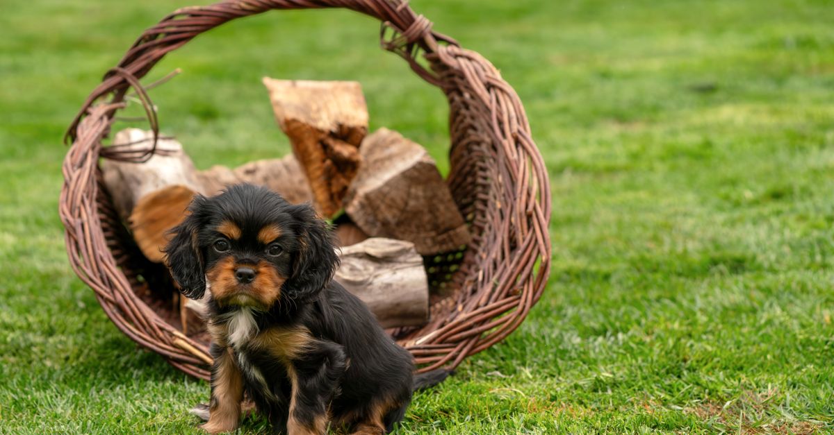 Cavalier King Charles Spaniel outdoors in bright natural light