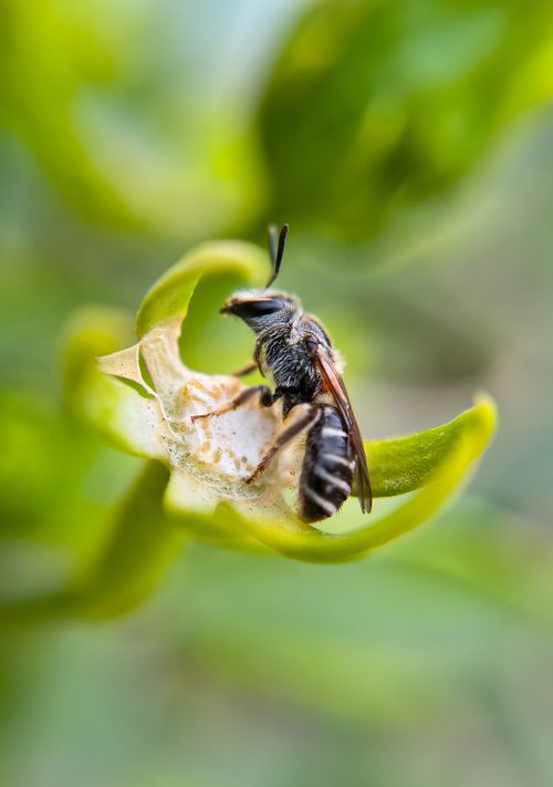 Free Macro shot of a bee perched on a green leaf in Bilaspur, India, showcasing its detailed features. Stock Photo