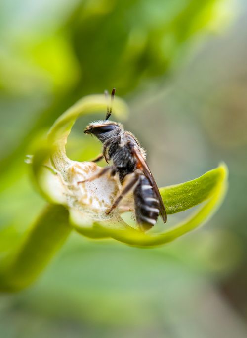 Free Macro shot of a bee perched on a green leaf, highlighting nature's details in Bilaspur, India. Stock Photo