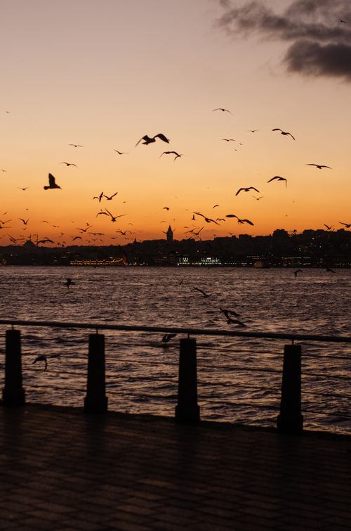 Free Seagulls soar above the Bosphorus Strait at sunset in İstanbul, Türkiye, capturing a serene cityscape. Stock Photo