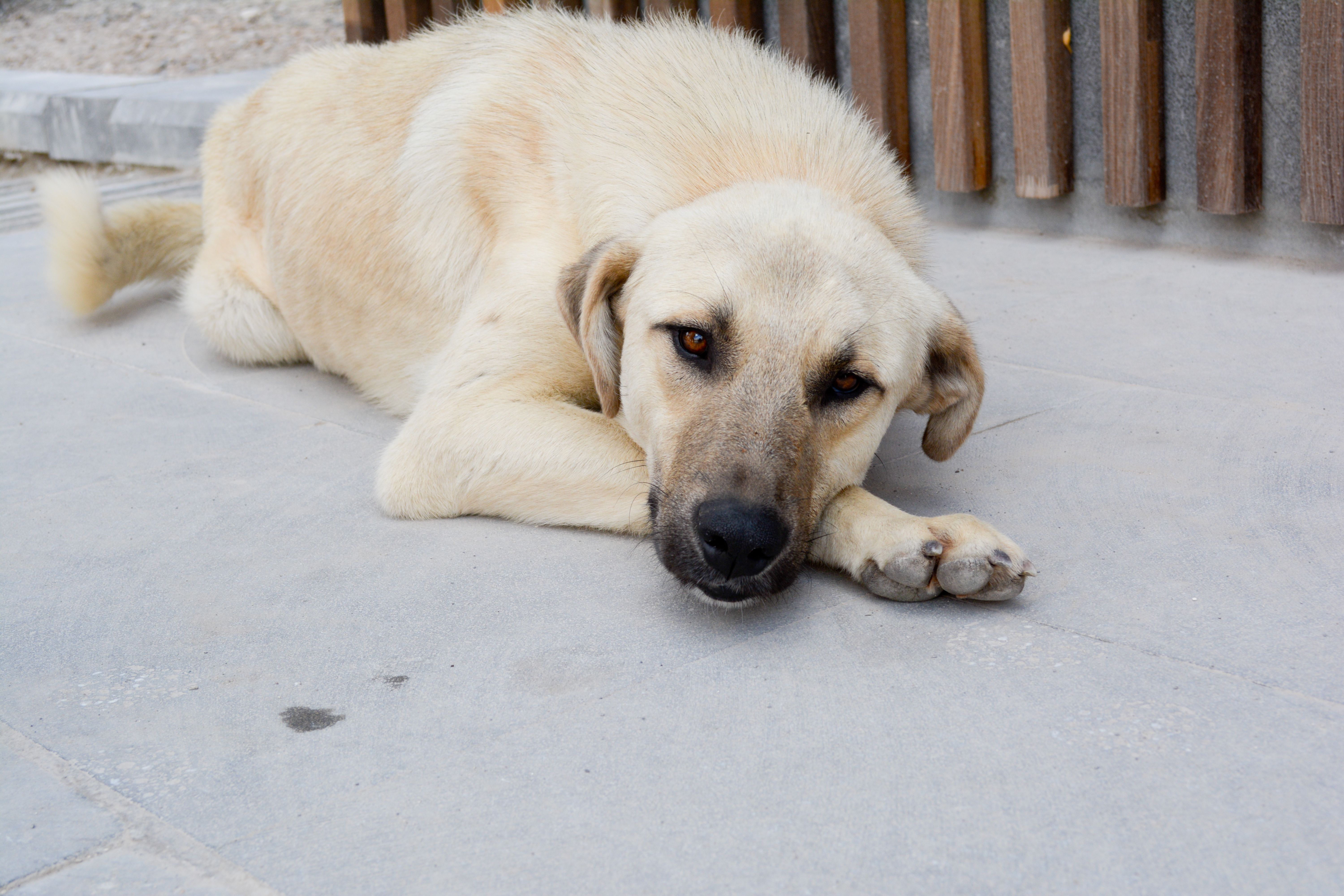 Stop Guessing: 7 Fatal Signs Your Dog Needs to Go to the Emergency Vet NOW