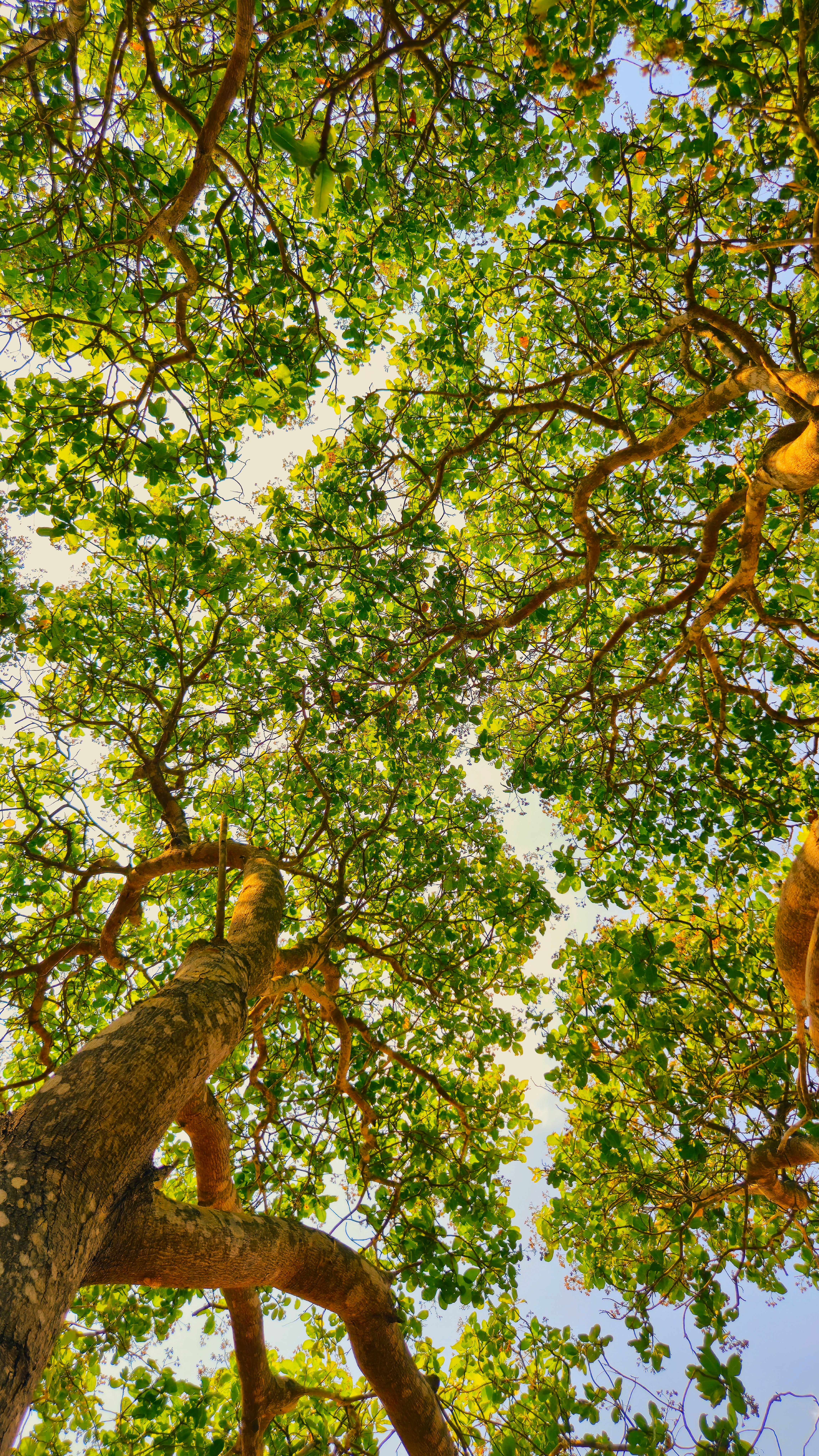 A stunning view looking up through the lush green canopy of tall tropical trees in Gia Lai, Vietnam.