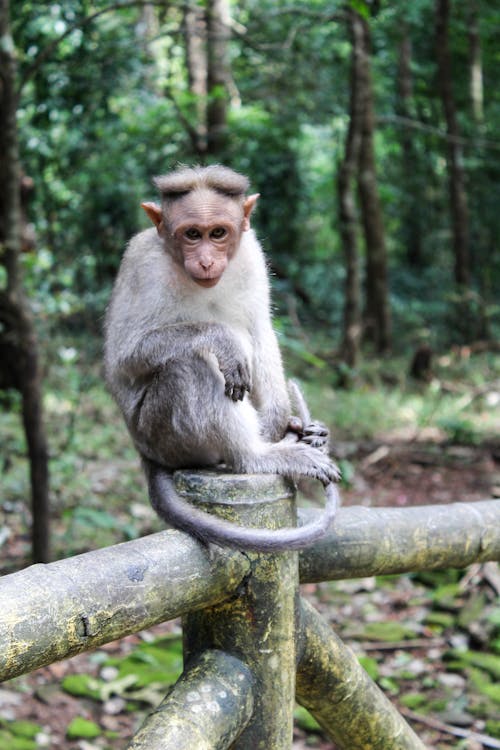 Brown Monkey Sitting on Wooden Railing