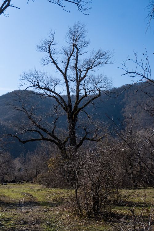 Free A leafless tree stands against the scenic mountains of Oghuz, Azerbaijan under a clear blue sky. Stock Photo