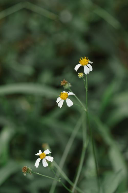Free Detailed shot of wild daisies in natural setting with soft focus background. Stock Photo