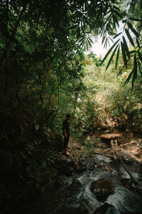 Free A person explores a tranquil stream in a lush jungle setting, surrounded by dense greenery. Stock Photo