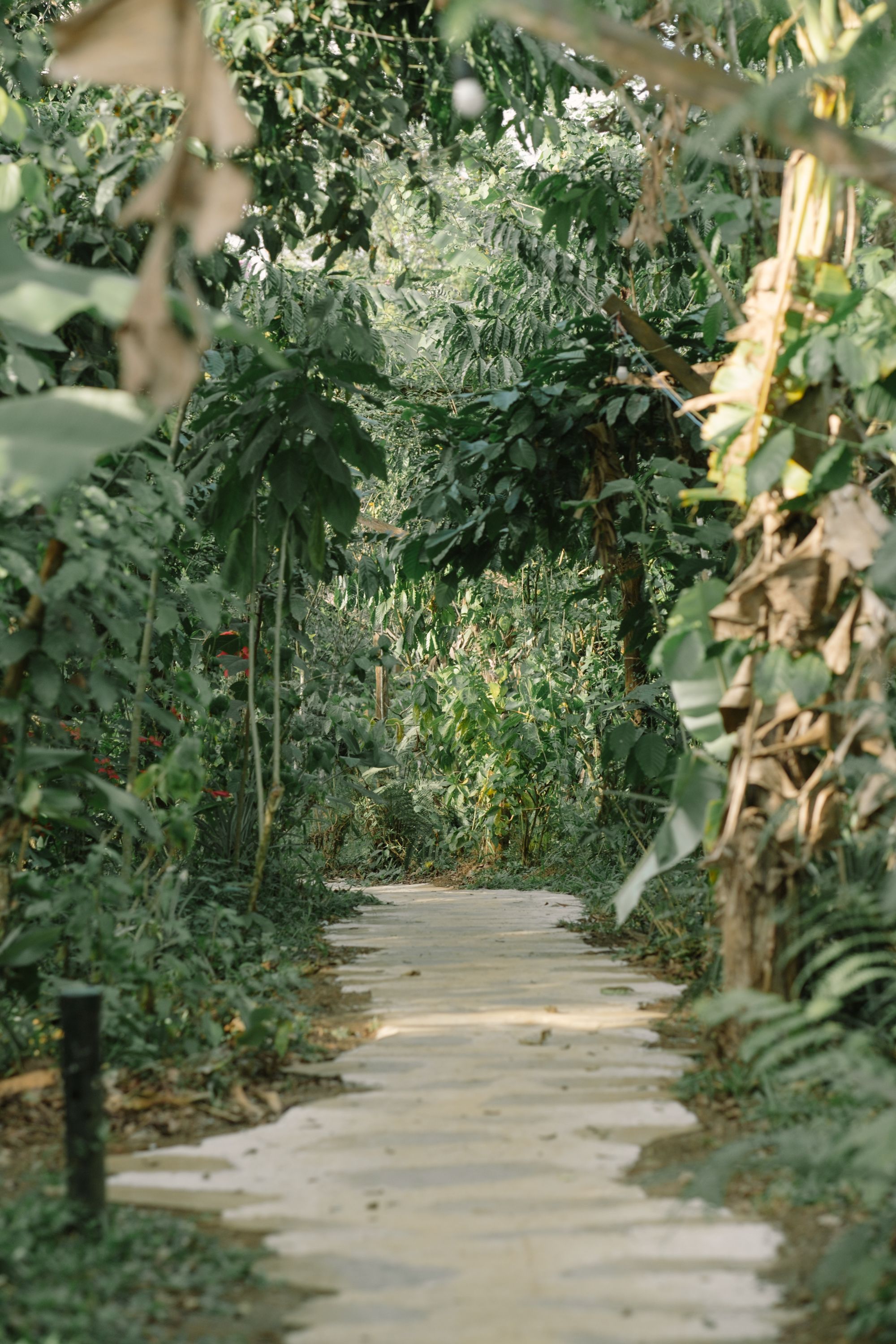 Entrance to Mandai Wildlife Reserve with lush tropical greenery and pathways leading to Singapore's five wildlife parks