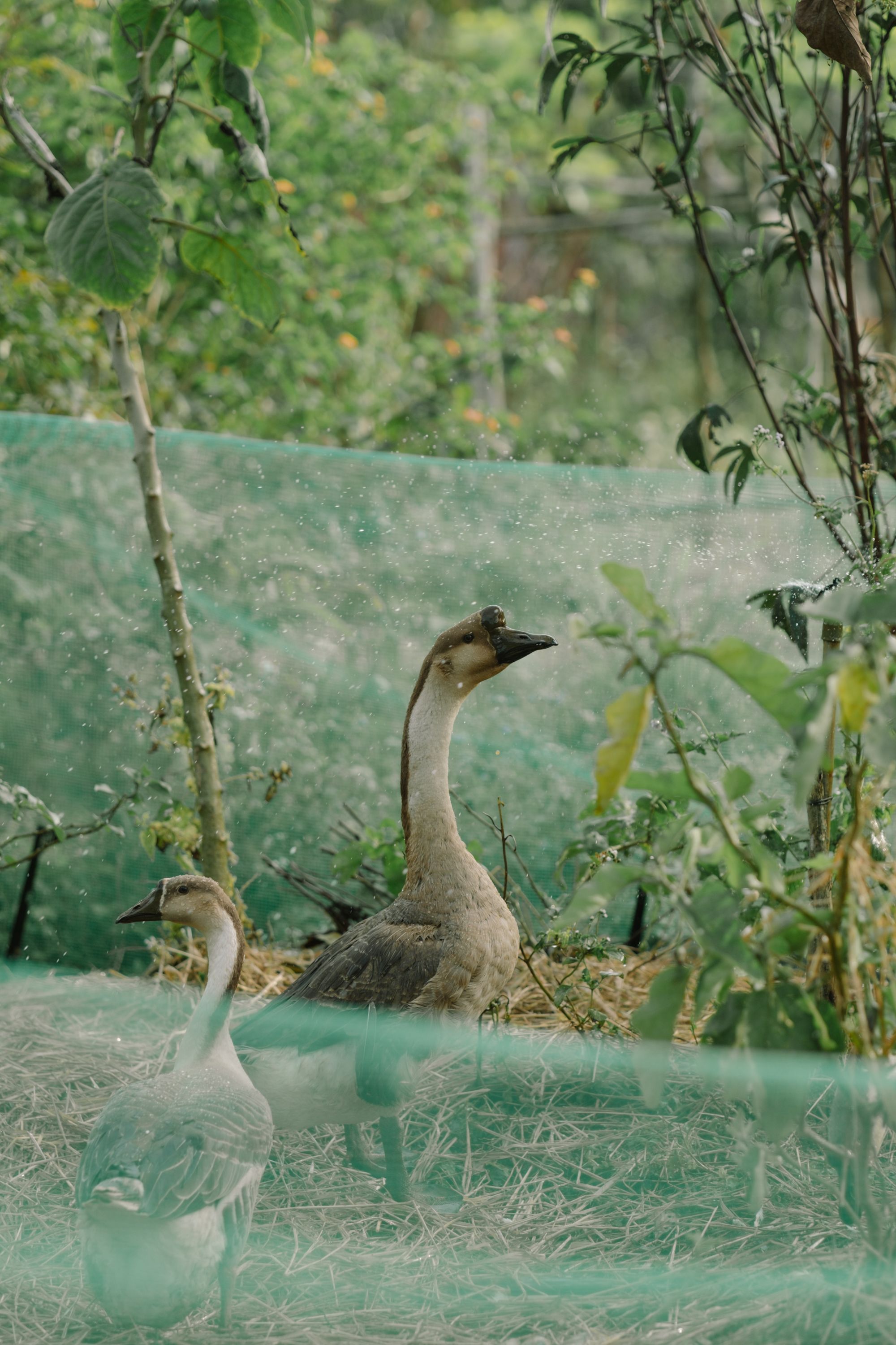Geese Roaming in a Lush Garden Setting · Free Stock Photo