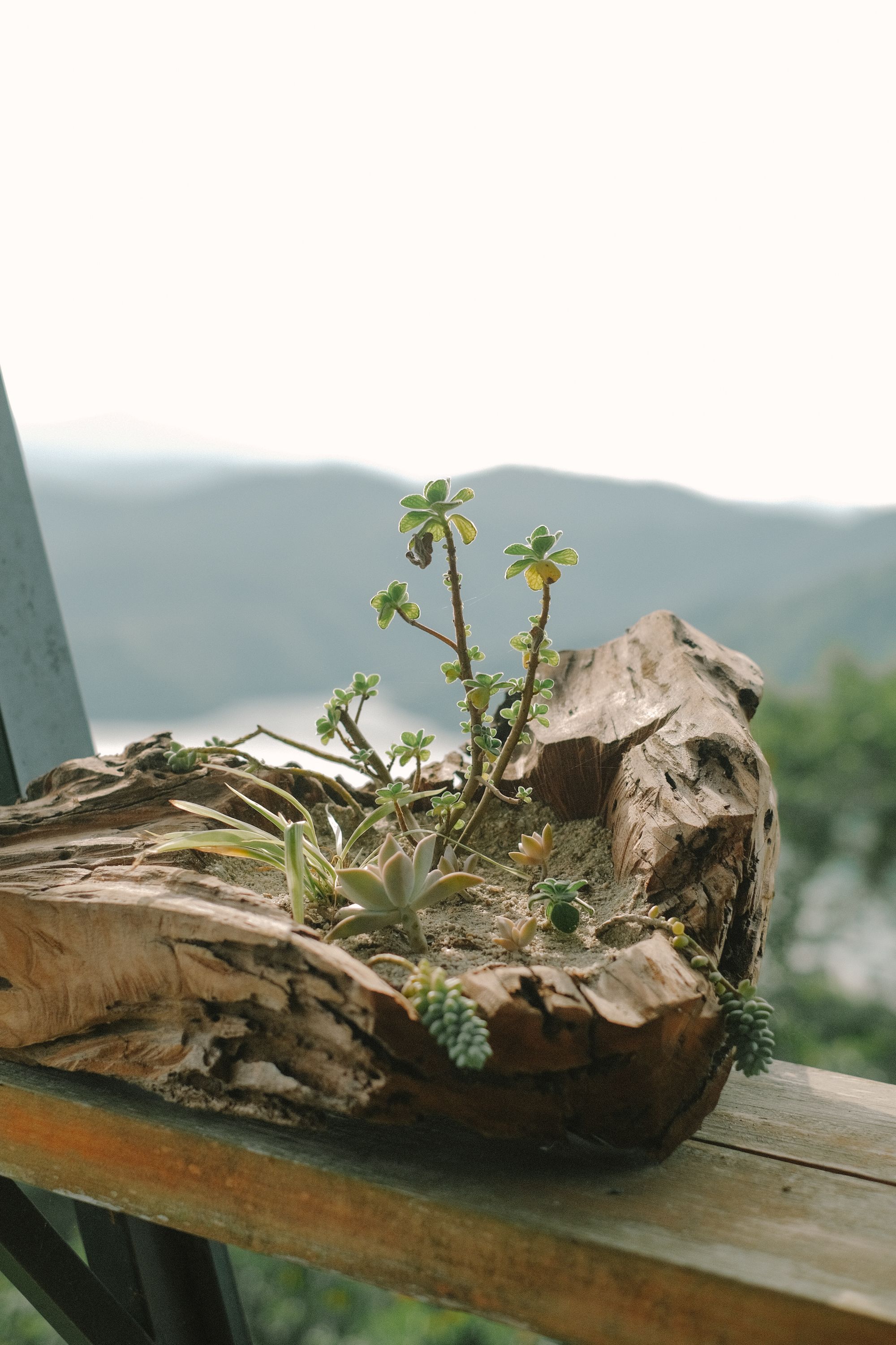 Creating a Coastal Theme with Driftwood and Succulents - living room natural plants decor