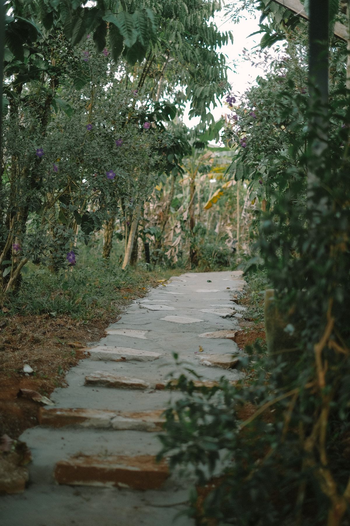 Curved path through lush landscaped garden beds