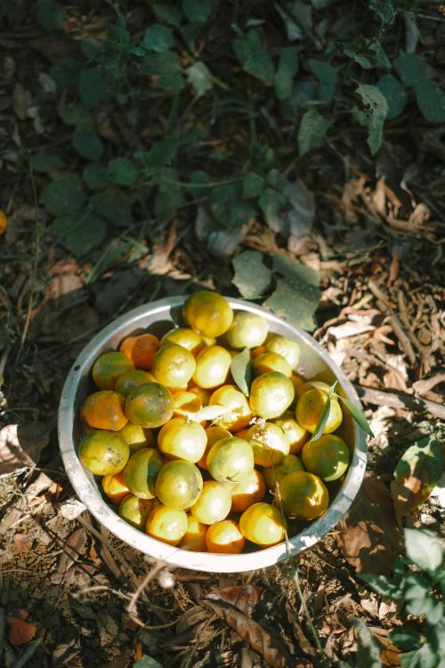 Free A bowl of citrus fruit in a sunny garden setting, evoking a rustic, fresh atmosphere. Stock Photo
