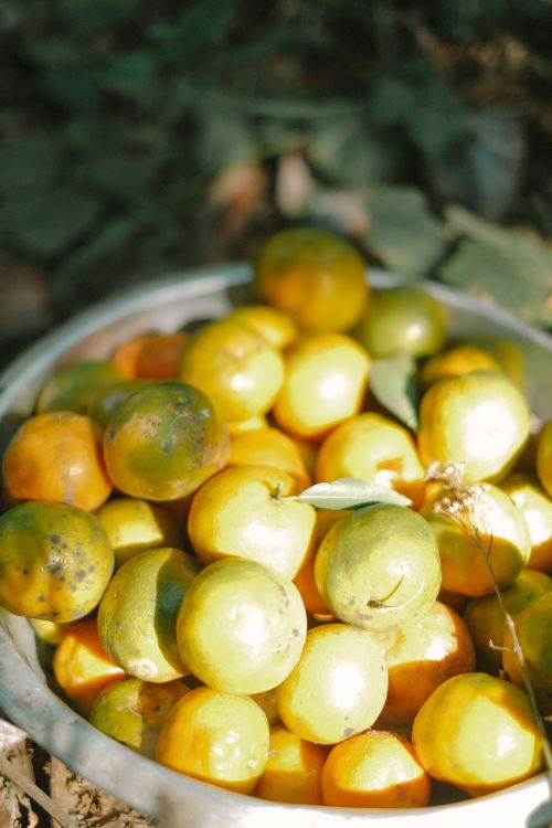 Free A basket filled with vibrant green and yellow fruits outdoors in sunlight. Stock Photo
