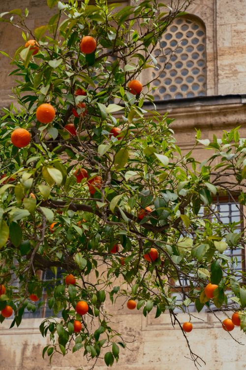 Free Close-up of oranges hanging on a branch against a historic stone wall. Stock Photo