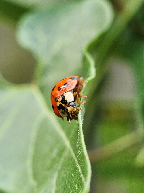 Free Macro shot of a ladybug perched on a green leaf, captured outdoors. Stock Photo