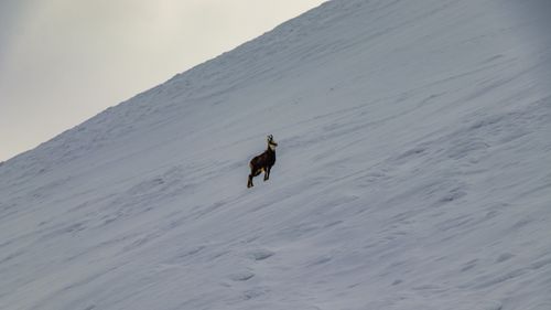 Free A lone chamois perched on a snowy mountain slope during winter, showcasing nature's solitude. Stock Photo