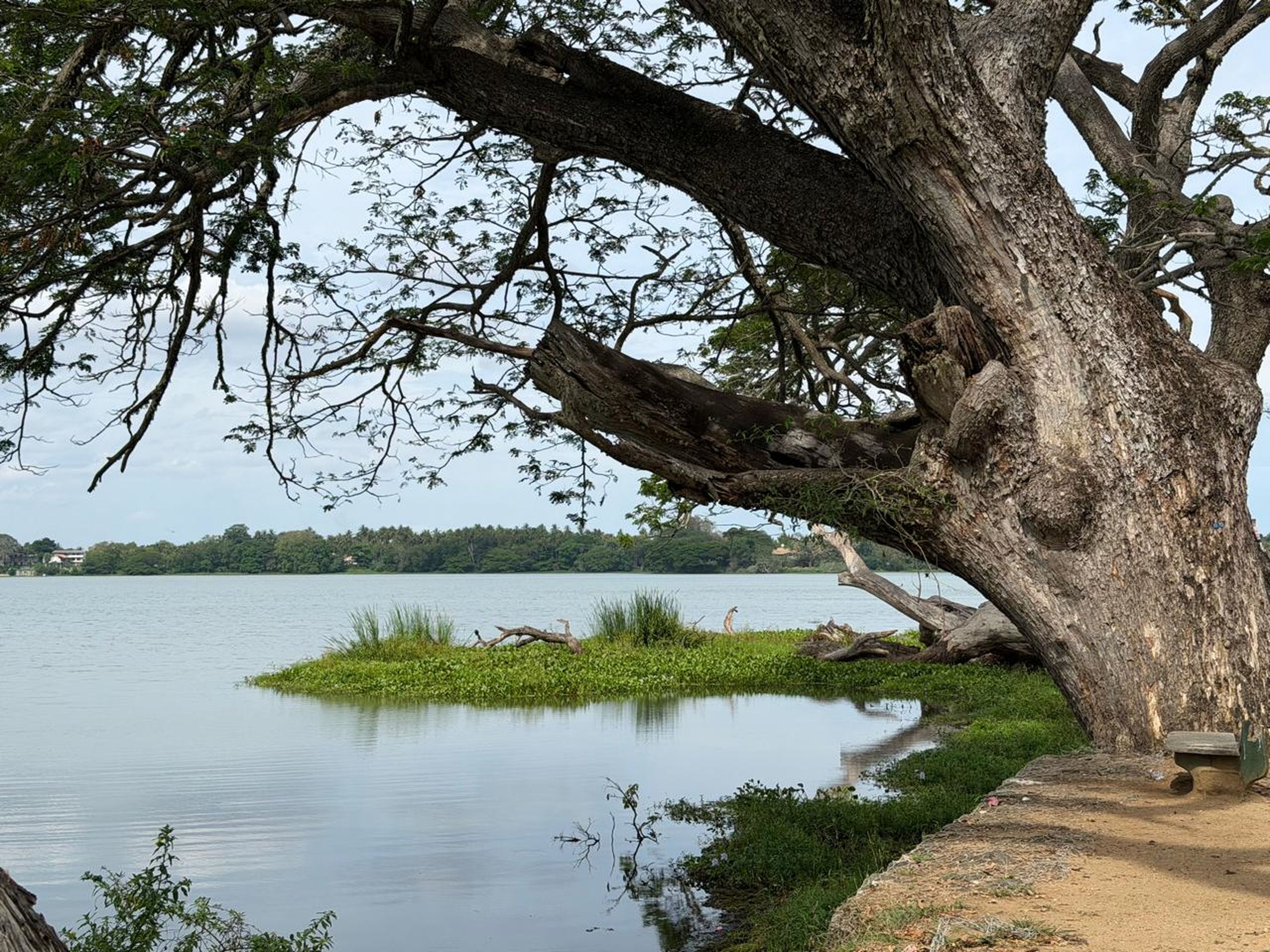 Tranquil lakeside scene with ancient tree and calm waters in Tissamaharama, Southern Province, Sri Lanka.
