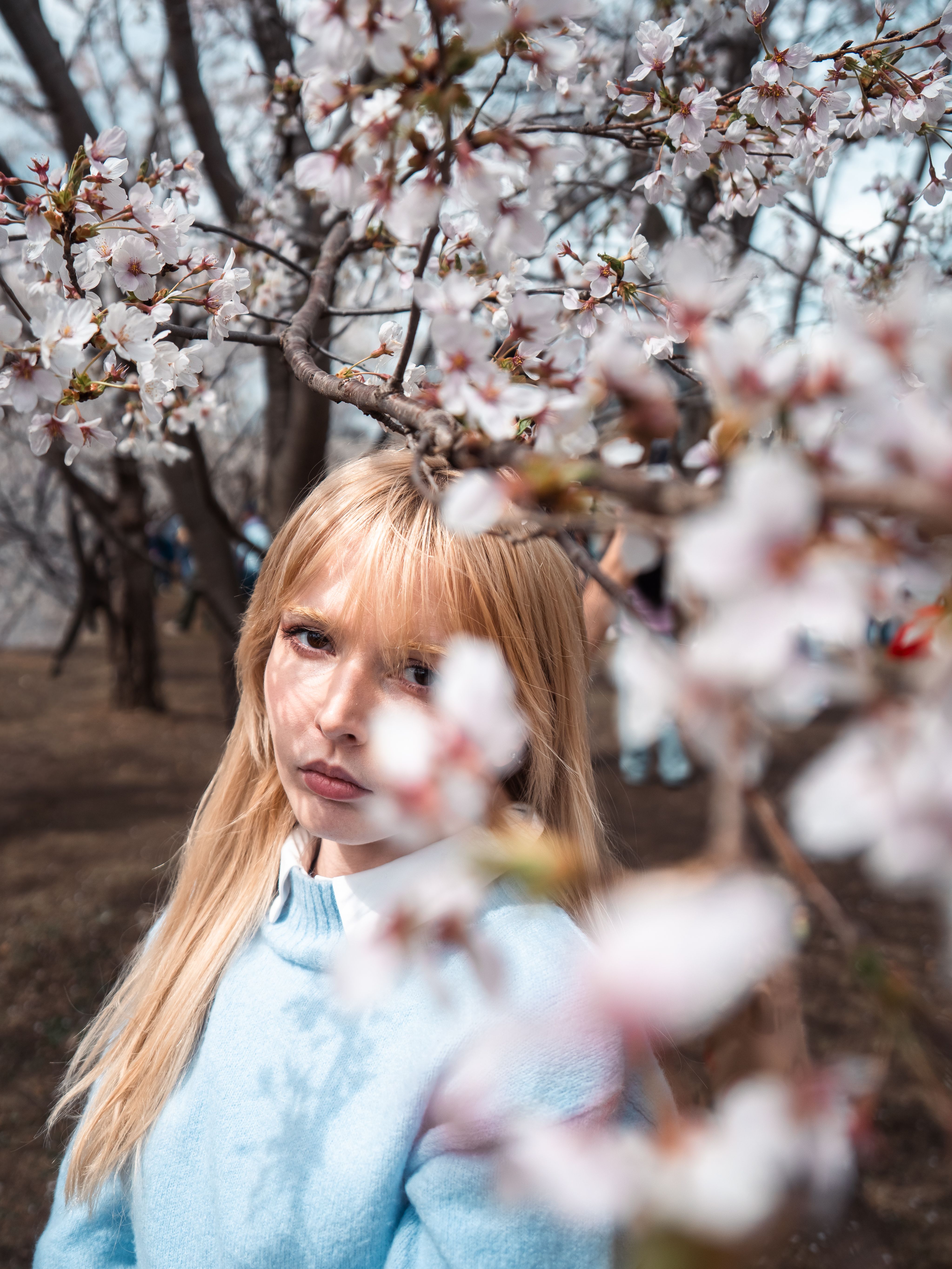 Portrait of a Woman Amidst Blooming Cherry Blossoms · Free Stock Photo