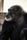 chimpanzee