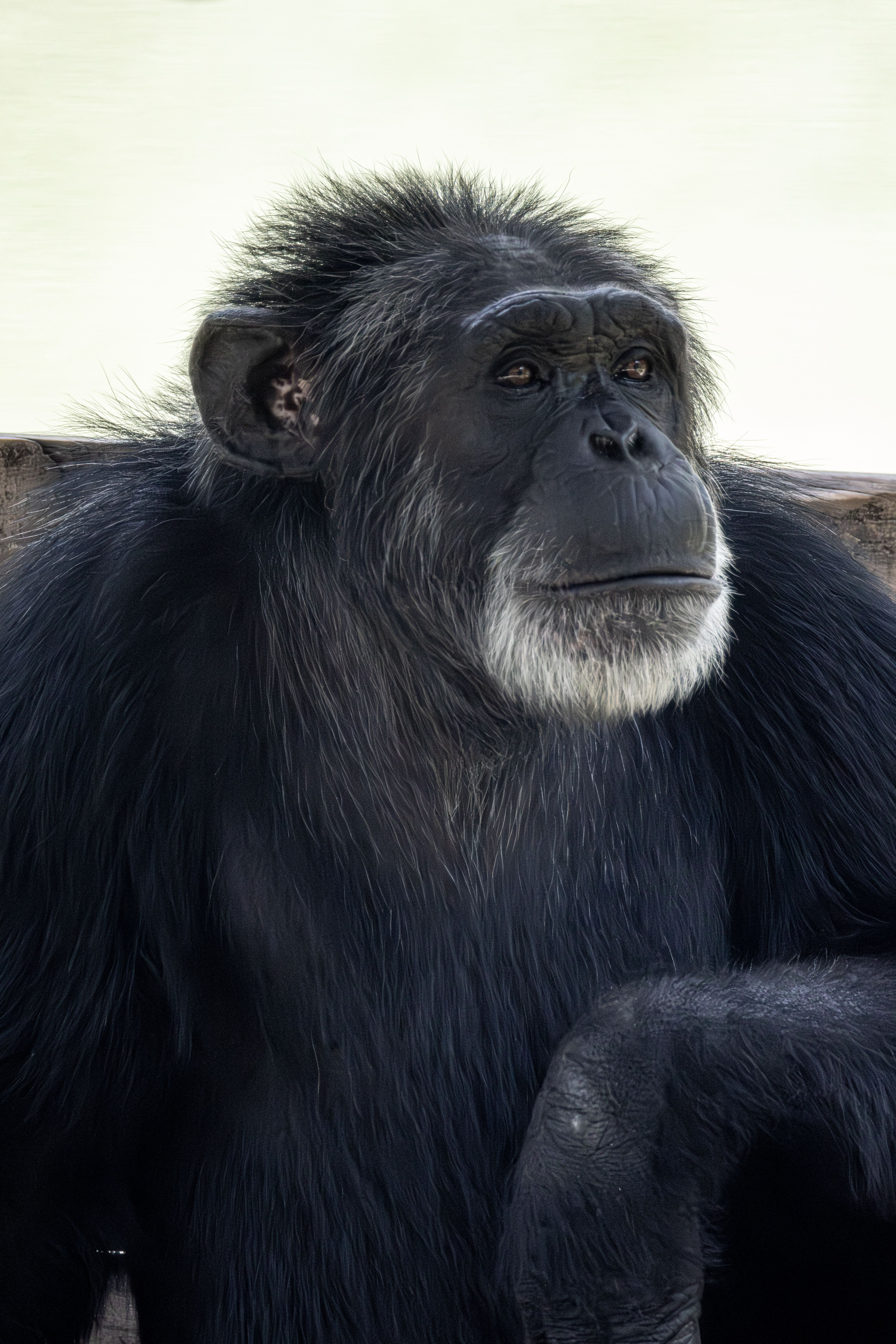 Chimpanzee Portrait in Natural Habitat · Free Stock Photo