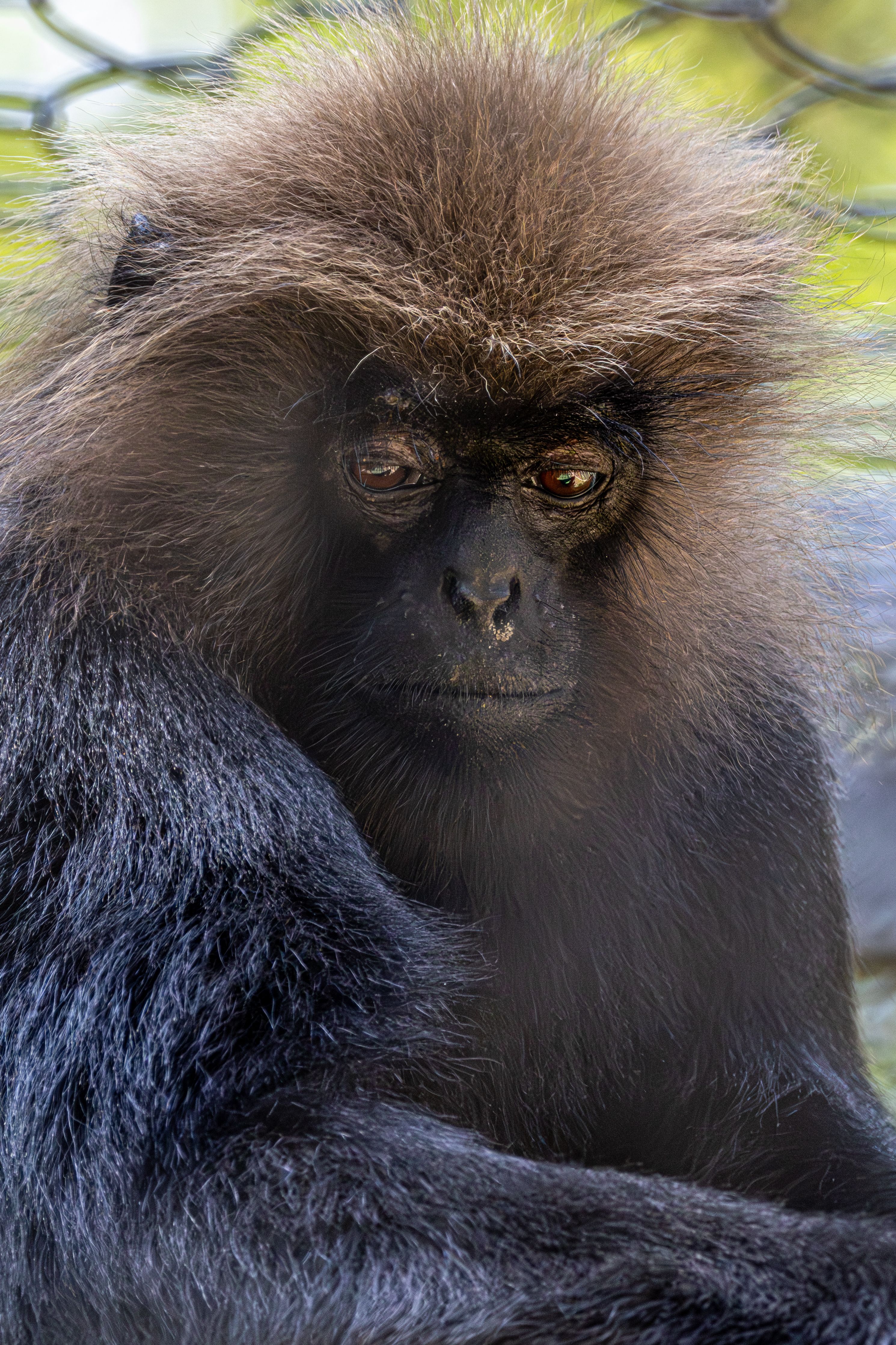 Close-up of a Dusky Leaf Monkey in Natural Habitat · Free Stock Photo