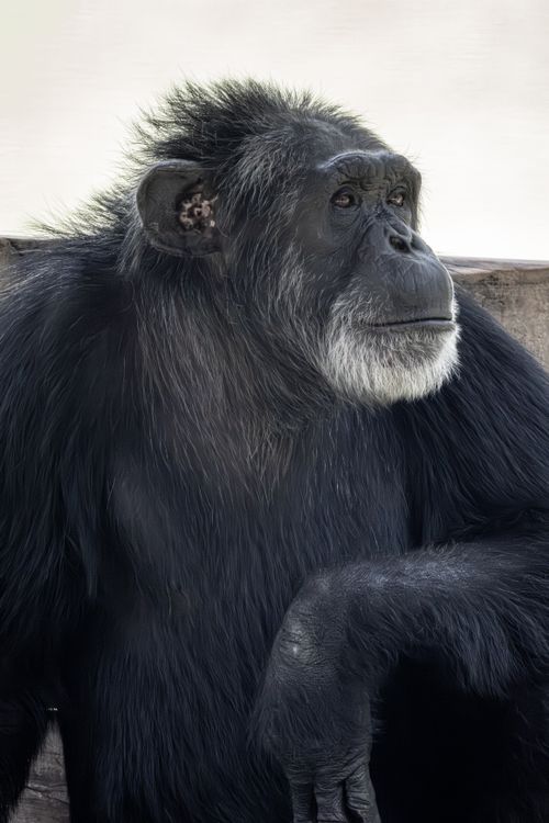 Free Close-up portrait of a contemplative chimpanzee, capturing its wise and thoughtful expression. Stock Photo