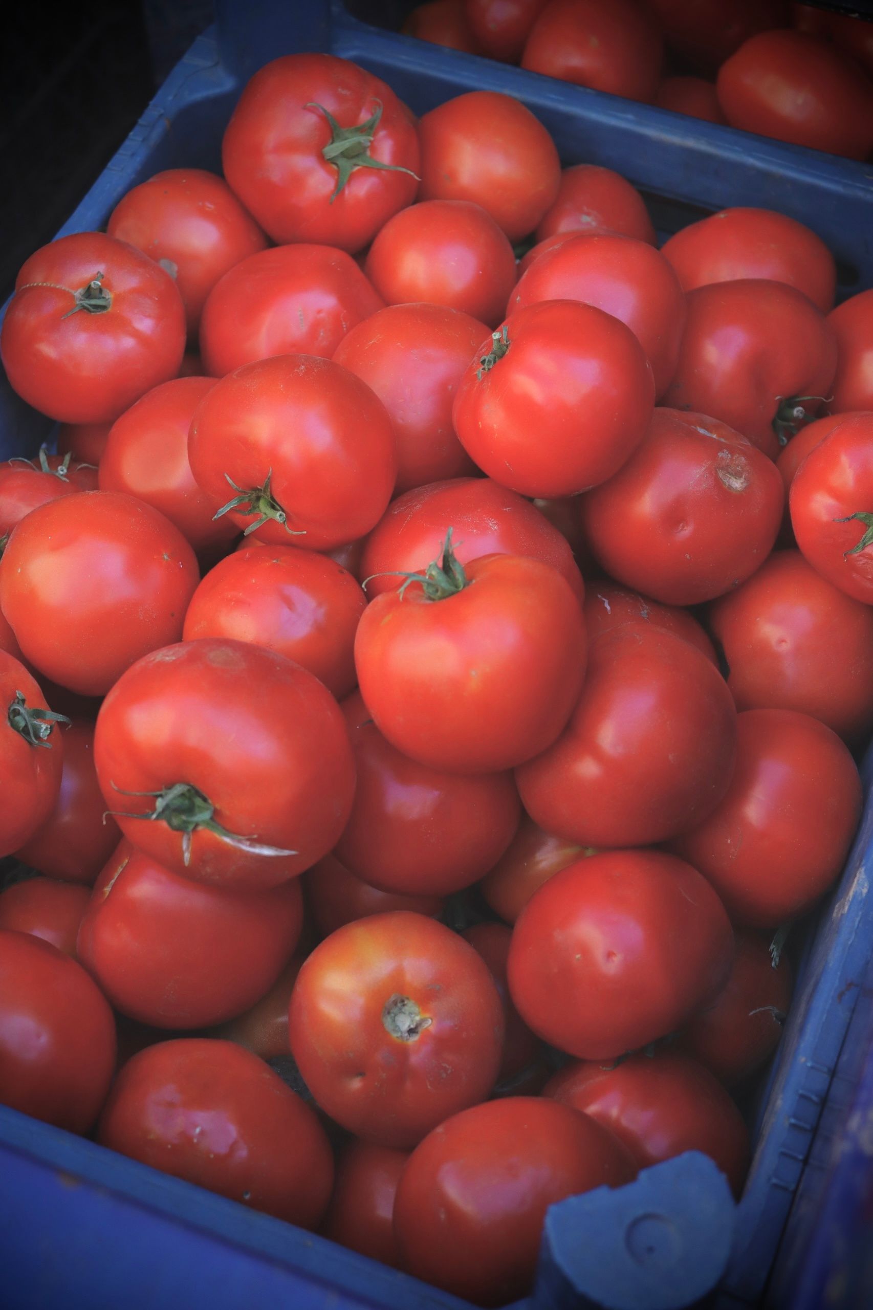 Molho de Tomate (340g)