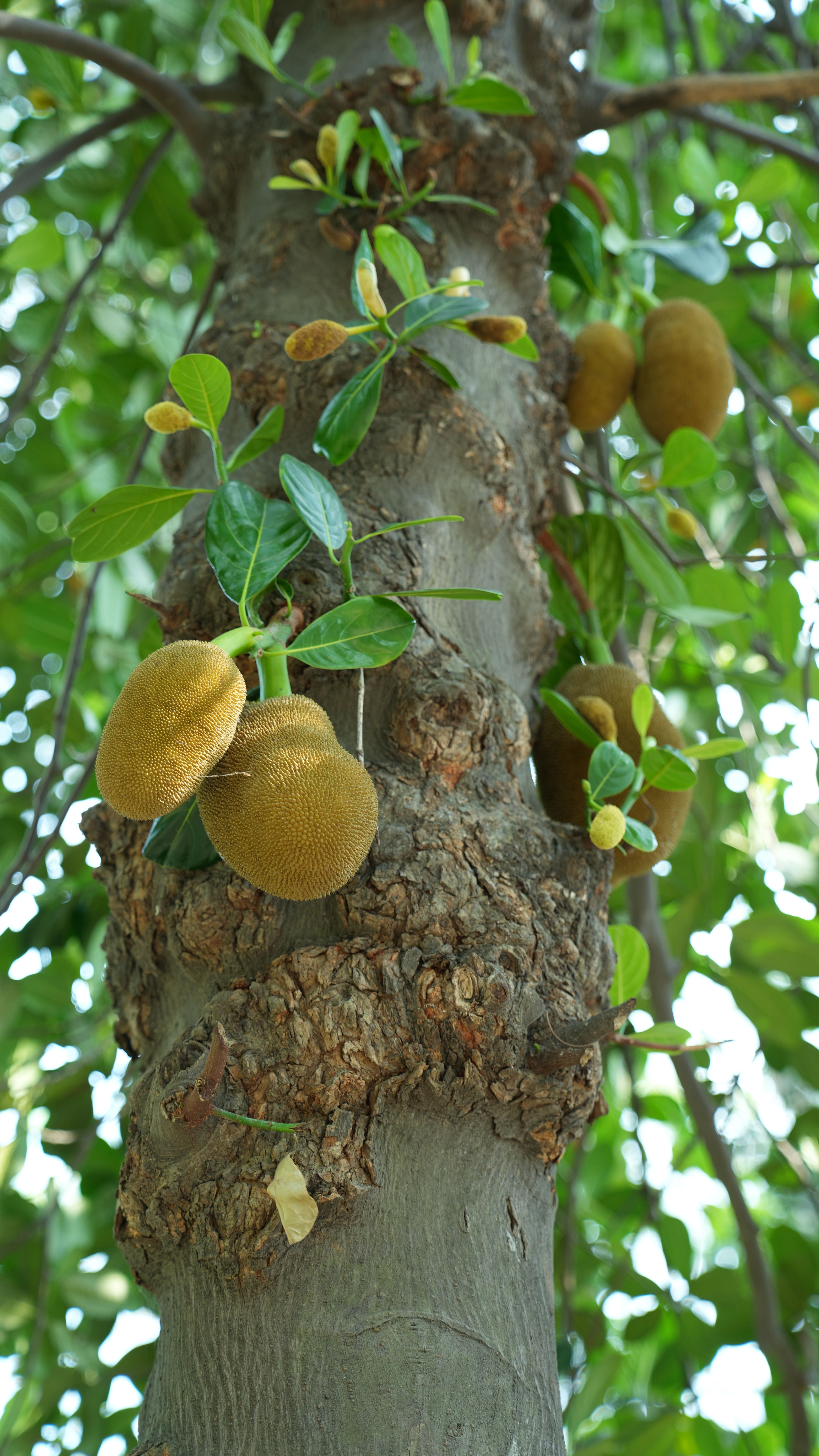 Detailed view of a jackfruit tree trunk with fresh green leaves and unripe fruits in a sunny environment.