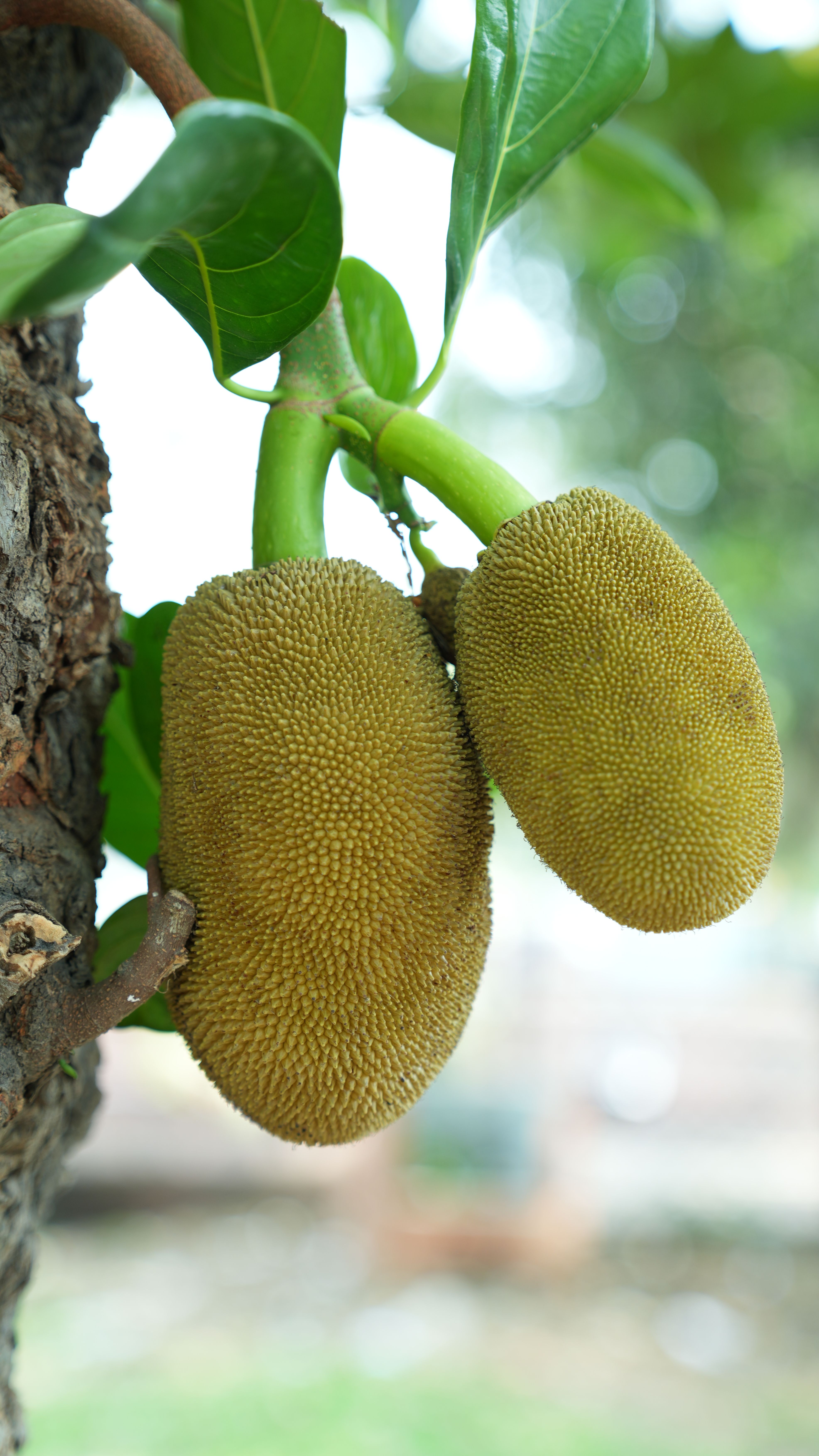 Ketela Unggul
