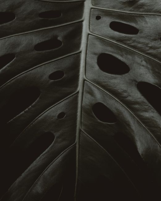 Close-up of a dark green monstera leaf showcasing intricate patterns and textures.