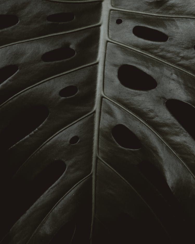 Close-up View Of A Big Leaf 