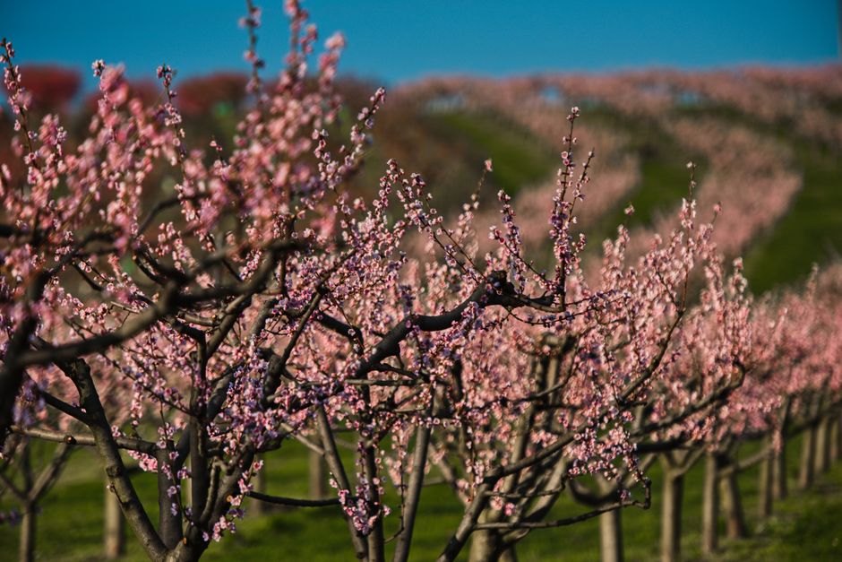 Blossoming trees in a spring orchard with open canopy structure — pruning hazelnut trees for light penetration in Surrey BC