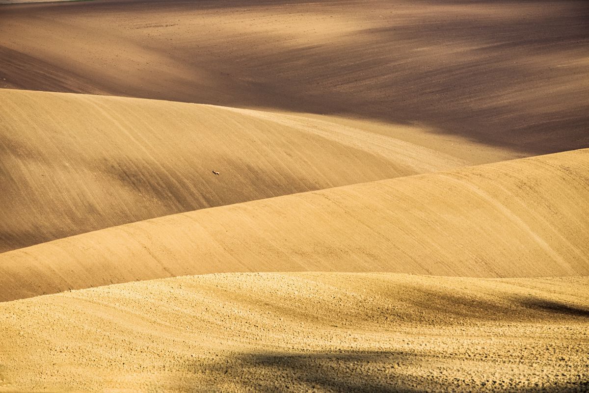 Aerial of golden Palouse hills under sunlight