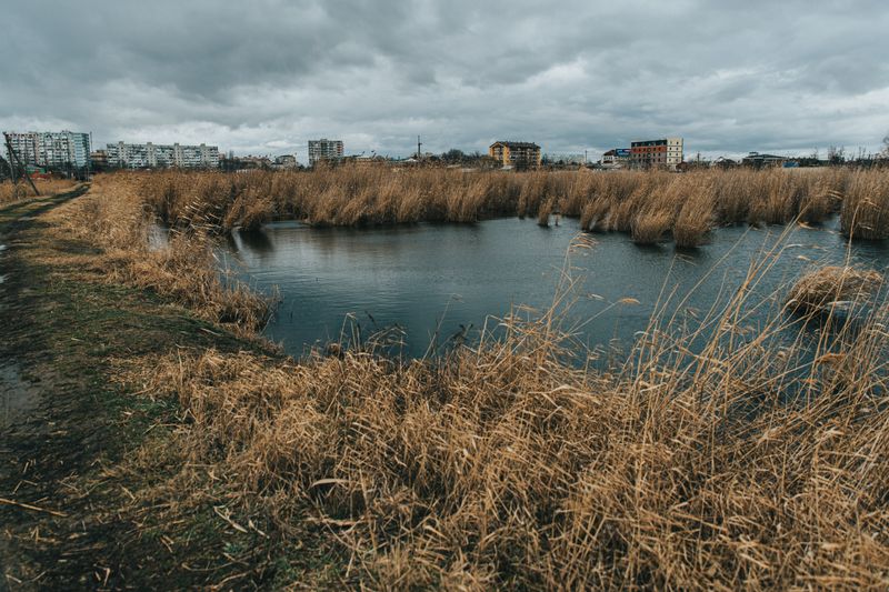 Urban wetlands with towering reeds under a cloudy sky, showcasing city buildings in the background.