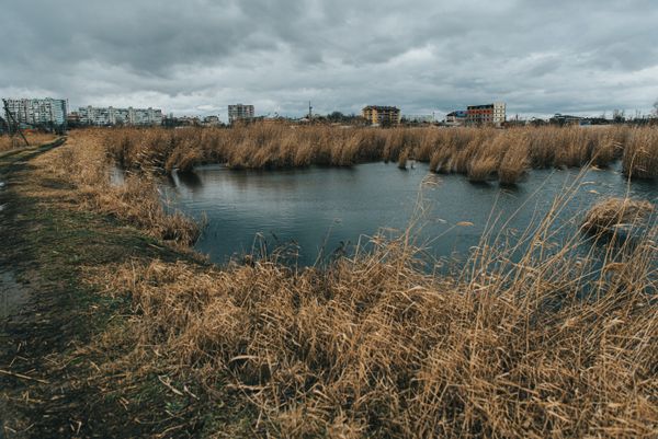 Reeds in a coastal marsh — photo by Stanislav Kondratiev on Pexels