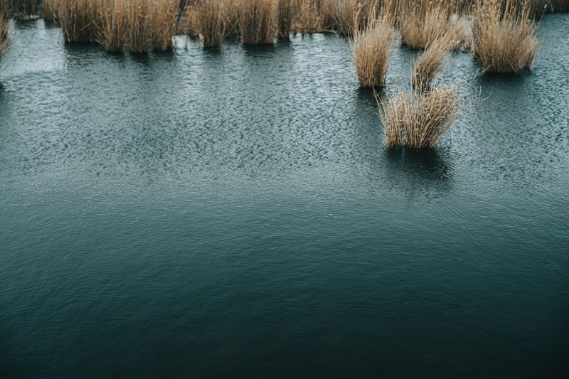 Serene image of reeds growing in a calm wetland, reflecting the tranquil atmosphere of nature.
