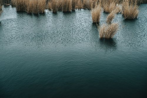 Reeds standing in flat wetland water — photo by Stanislav Kondratiev on Pexels