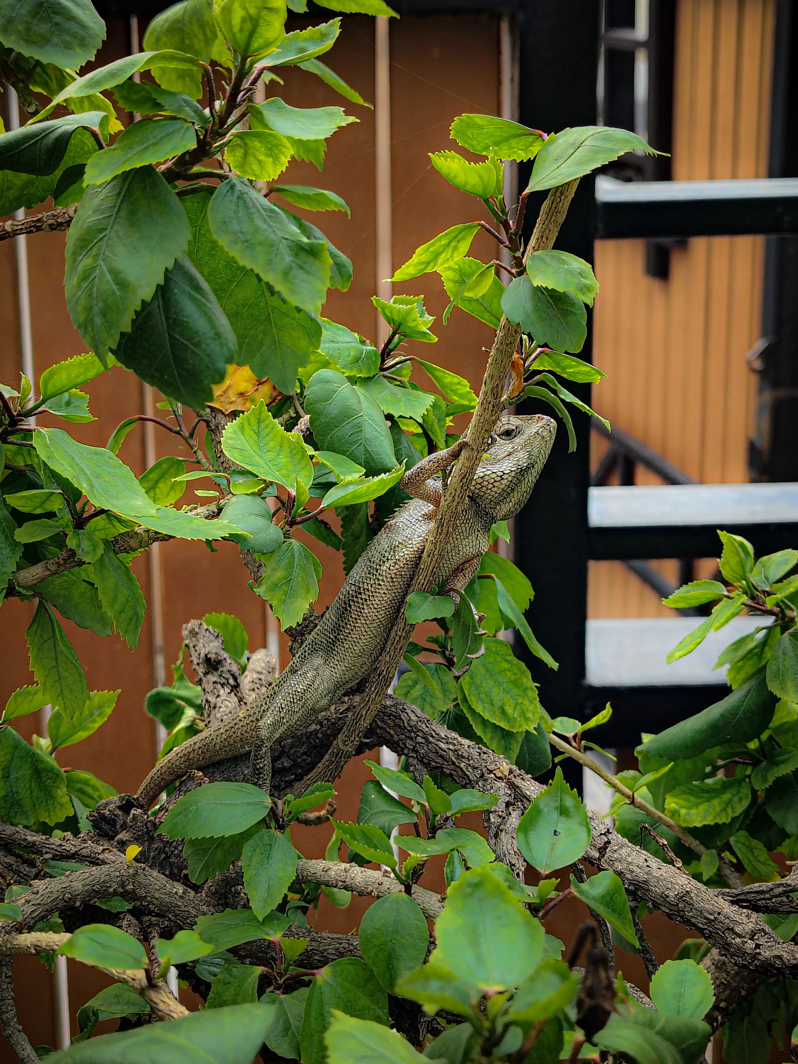 Best Reptile Climbing Branches in 2026: 7 Real Picks for a More Active Terrarium