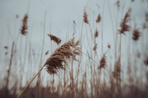 Reeds field on wind in countryside