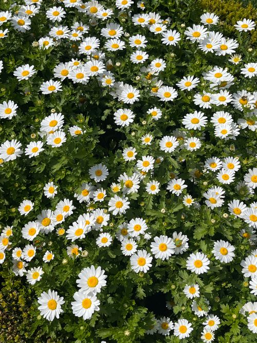 Free A vibrant display of blooming daisies in lush greenery under the sun. Perfect for nature themes. Stock Photo