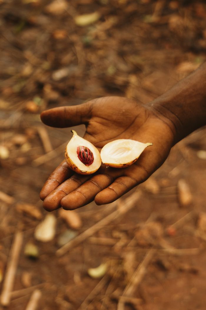 Hand holding a fresh nutmeg seed at a Zanzibar spice farm