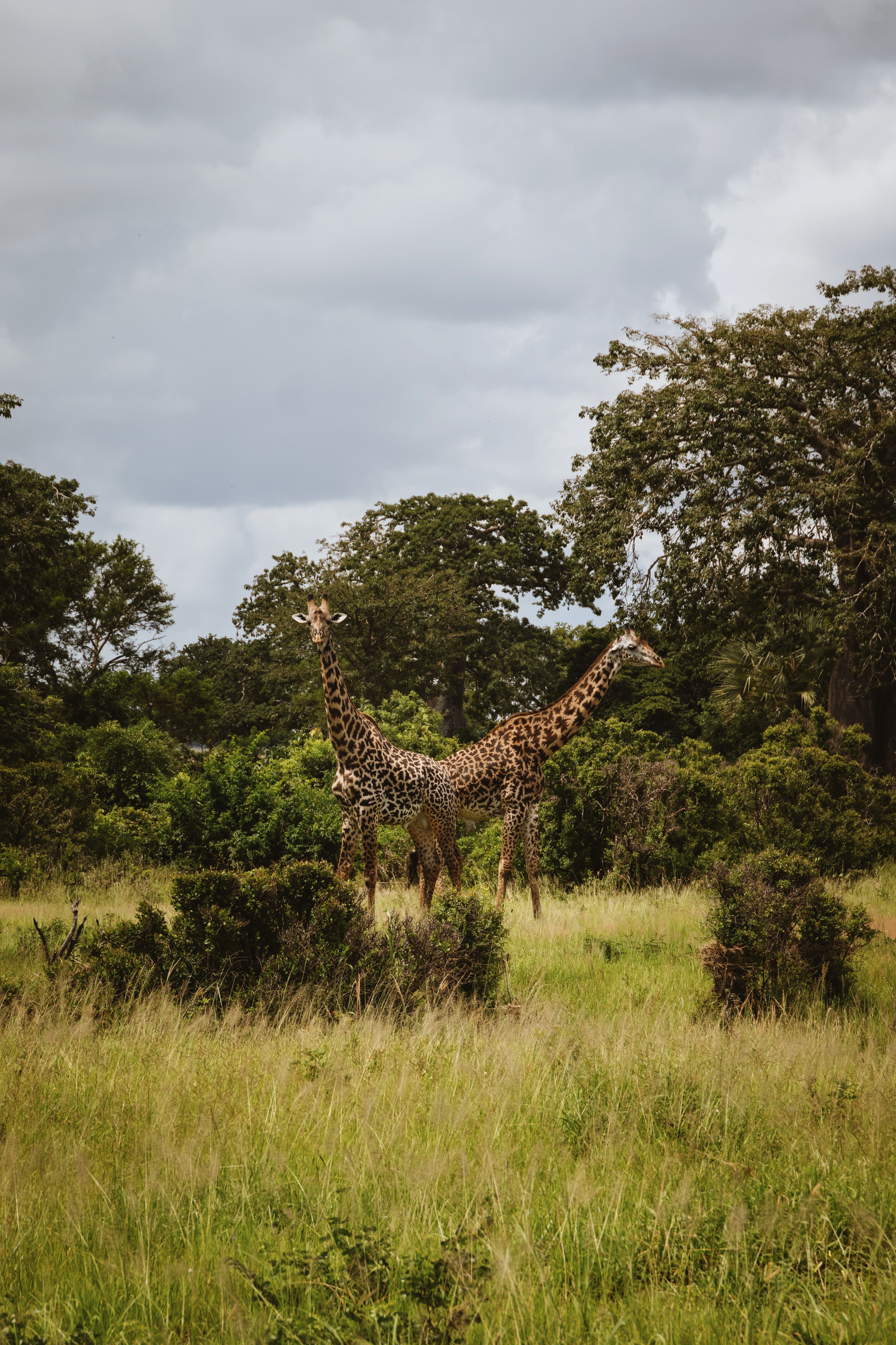 Two giraffes standing amidst lush greenery in Mikumi National Park, Tanzania.