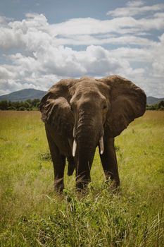 elephant photo