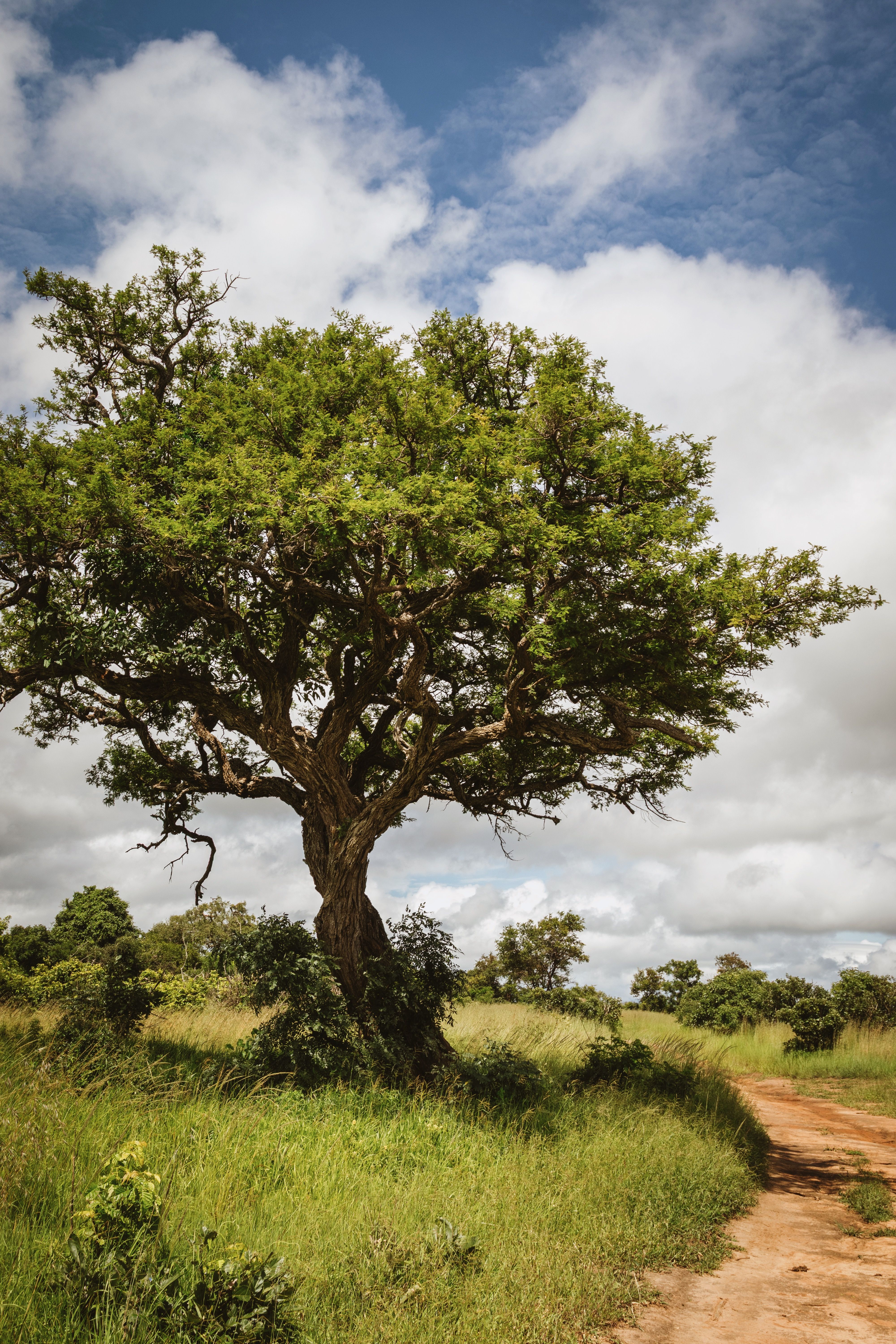 Beautiful landscape featuring an Acacia tree under a bright blue sky in Mikumi, Tanzania.