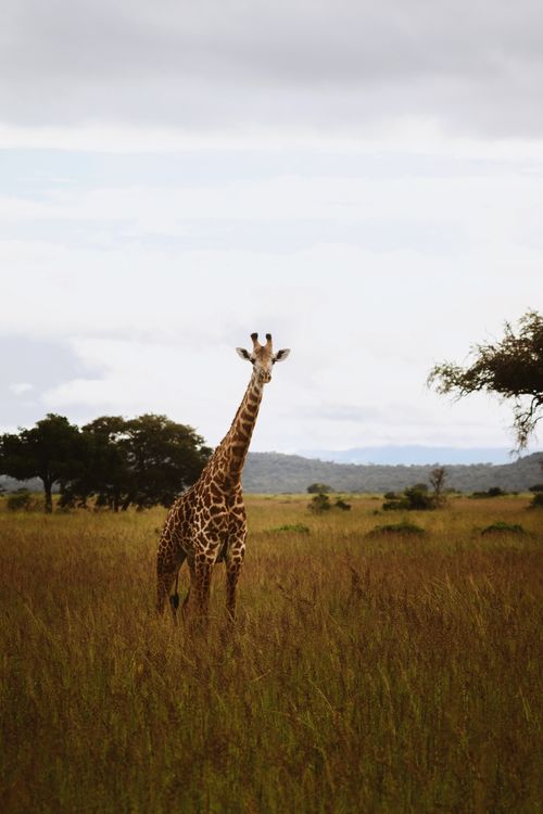 Free Lone giraffe standing in grassy plains of Mikumi National Park, Tanzania. Stock Photo