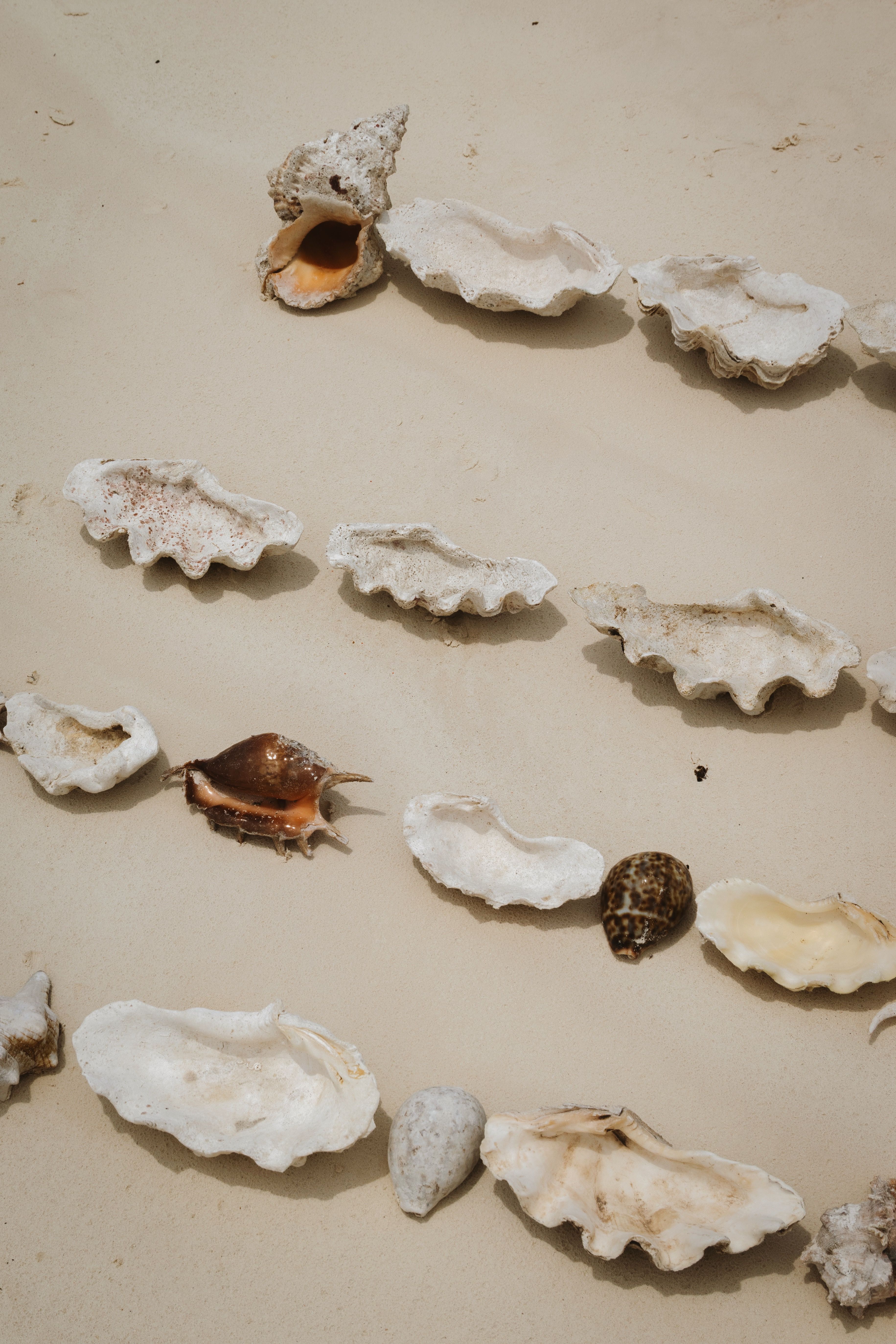 Abundance of Shells · Free Stock Photo